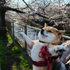 桜・タイタニック