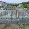 実家の畑で農作業でした