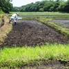 ミニ水田の代掻き。田植え間近です！