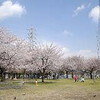 鉄塔公園の桜