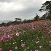 朝ごはんライド 武庫川のコスモスを眺めながらのコーヒーとパンが最高！！