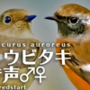 ジョウビタキの鳴き声【野鳥図鑑・鳴き声図鑑】Phoenicurus auroreus　Daurian Redstart