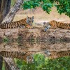 Things To Know About Bandhavgarh National Park