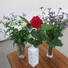 ３色のミヤコワスレと赤い薔薇