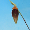 Bulbophyllum mandibulare 