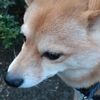 雑談、栄養ドリンク、だよ