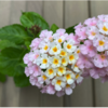 冬を越えたランタナが開花