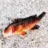 夏の予感…、を感じさせる魚。