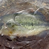 房総リザーバーのバス釣り。
