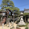 蓮光寺にあります広島県天然記念物の「長束の蓮華松」です。