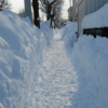 28, 01. 2022　積雪が高さを増して