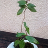 苔玉といちじくケーキ