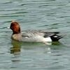 太り過ぎ？置いてきぼりの渡り鳥　兵庫・三田の池