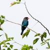 シンガポール　多く見られる野鳥たち　その2