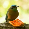 コスタリカ　自宅周辺の野鳥たち