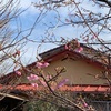 主の来るまでふふめ朝桜（あ)