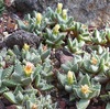 観賞植物園で見てきた多肉植物。四海波（シカイナミ）