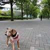 犬可店　FUGLEN TOKYO （フグレン トウキョウ）