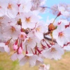 4月20日…勢至公園のお花見★その3