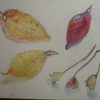 桜の落ち葉の絵を描く