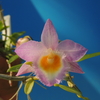 Dendrobium loddigesii `Pink Starlight&#039;