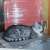 山羊(ヤギ)飼い人カルディーの珈琲発見伝説、エチオピアで発見されたという伝説