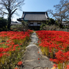 奈良県の撮影スポット。彼岸花の真っ赤な絨毯が見頃、吉野路「世尊寺」へ。