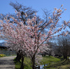 南都留郡　桜前線第六陣～忍野八海まだつぼみ咲いている桜を撮影する