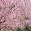 京都へ桜を見に行ってきたので写真を貼っていこう 後編（清水寺～龍安寺）