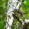 ２０２２年６月　戦場ヶ原にて野鳥観察