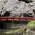 氷川女体神社・見沼氷川公園のさくら