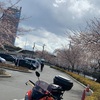 2020/3/24(火)群馬の桜開花情報🌸