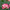 春の薔薇　その２