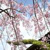 永田　春の光景（３）