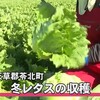  天草郡苓北町では旬の冬レタスの収穫【熊本】