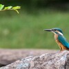 治水緑地公園の鳥観散策