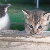 猫兎猫ちゃんねる-にゃんとにゃん-nyan to nyan-　その47