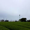 浜ちゃんの散歩道(４３４)    朝から曇り空、夕方から雨となった。