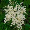 ニワナナカマド開花✨梅雨前剪定　5月２８日