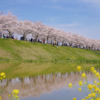 西日本最大級！圧巻の桜並木🌸「おの桜づつみ回廊」の魅力