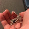 ソメワケササクレヤモリの生態と魅力！！