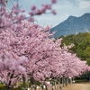 河津桜と右田ヶ岳