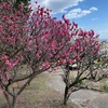 【梅見会へ】須磨離宮公園の梅の開花状況