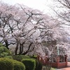 2025年の桜（中国地方）満開ラッシュ！