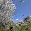 2025浜松市内桜満開です～浜松城編～
