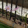 早速開花した花と追熟したミニトマトその後