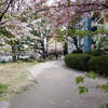 広島市内をお花見散歩