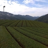 落ち着いた雰囲気の秋の茶畑