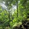 朝日差し込む登山道