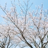 桜の花も見頃は今日まで？モモは選抜真っ最中～